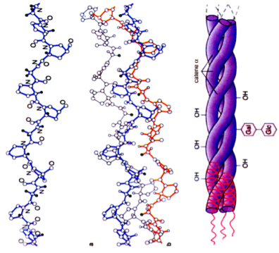 Ac. Jaluronico protocollagene collagene