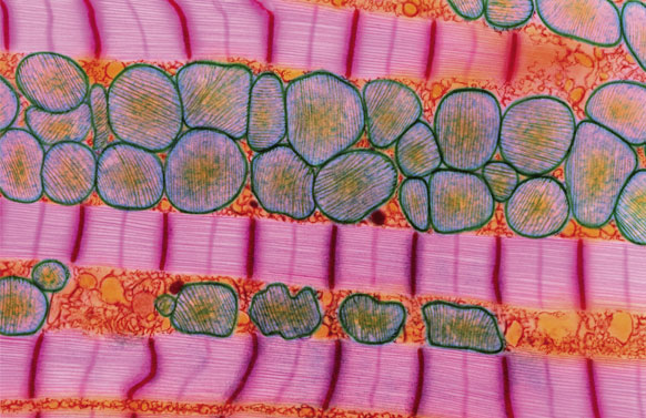 cardiomiocita e mitocondri