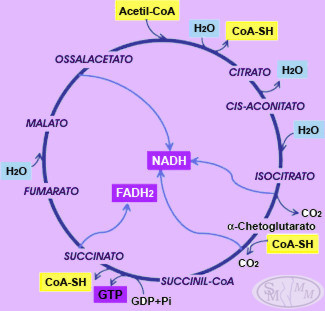 ciclo di Krebs