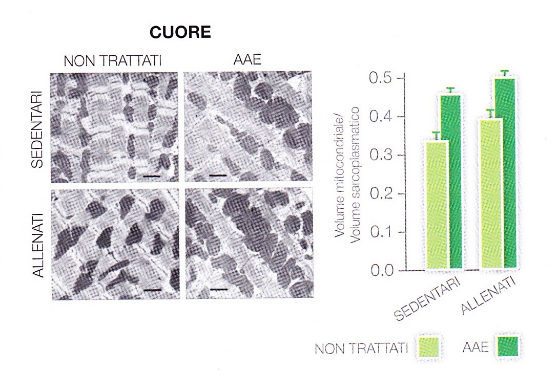 cardiomicita e mitocondri